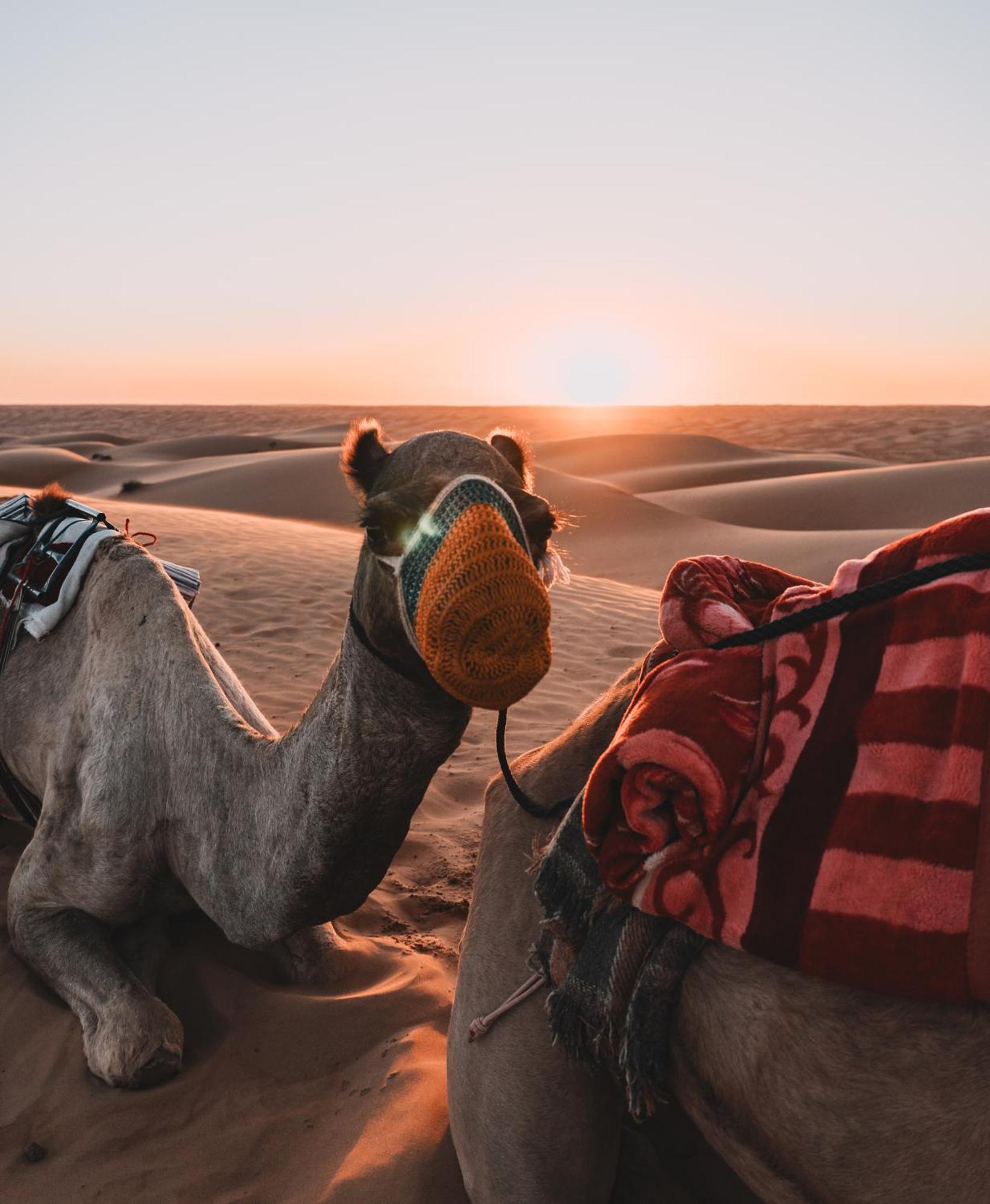 Hamood Desert Private Camp Al Wāşil Eksteriør billede